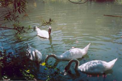 Совершенно ручные лебеди в Новоафонском парке